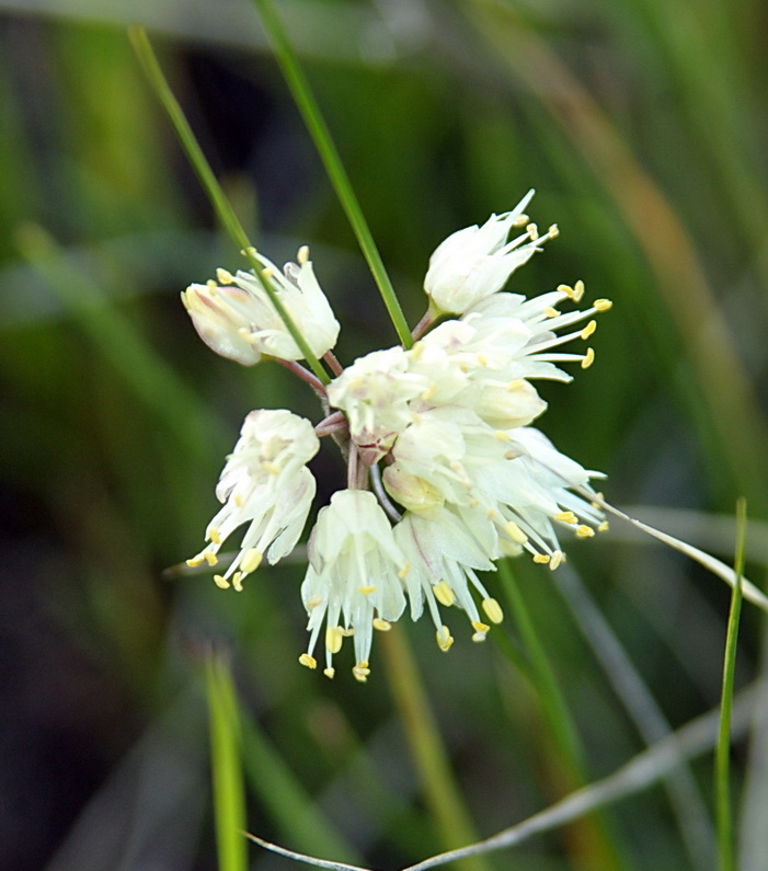 Image of Allium stellerianum specimen.