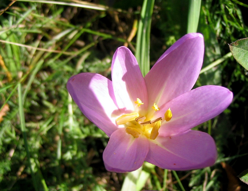 Изображение особи Colchicum autumnale.