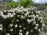 Cassiope ericoides. Цветущее растение на плоской вершине гольца. Иркутская обл., Бодайбинский р-н, каменистая почва. 15.06.2008.