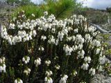 Cassiope ericoides