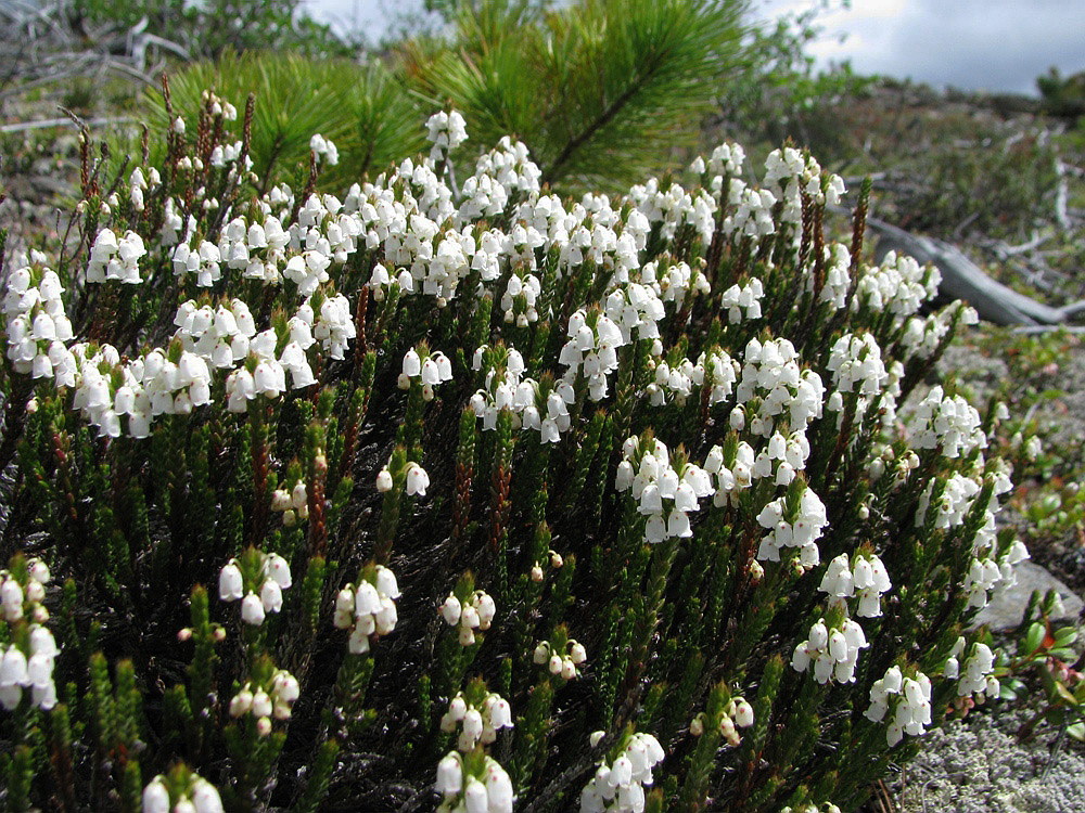 Изображение особи Cassiope ericoides.