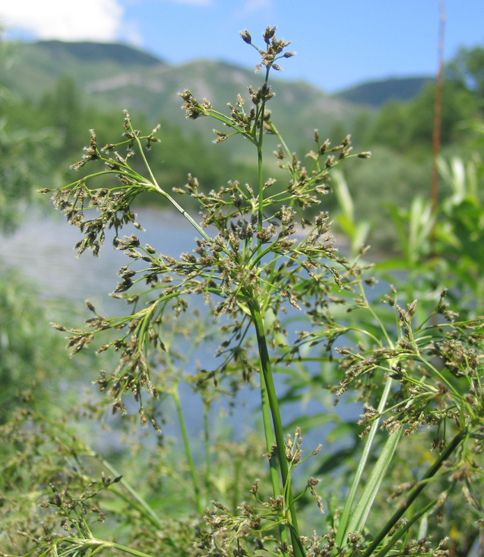 Image of Scirpus sylvaticus specimen.