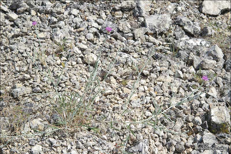 Image of Centaurea sarandinakiae specimen.