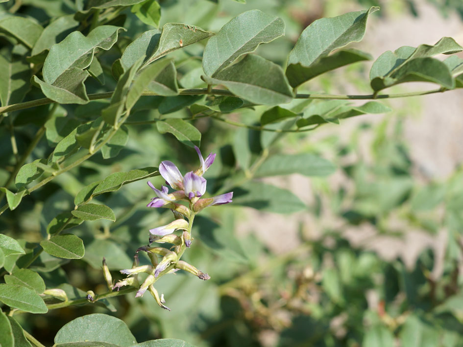 Изображение особи Glycyrrhiza shiheziensis.