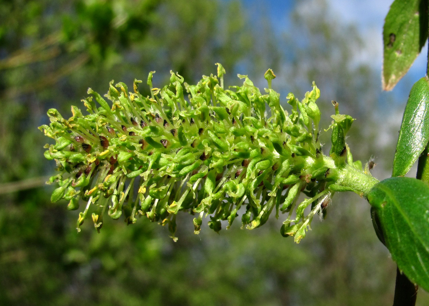 Image of Salix myrsinifolia specimen.