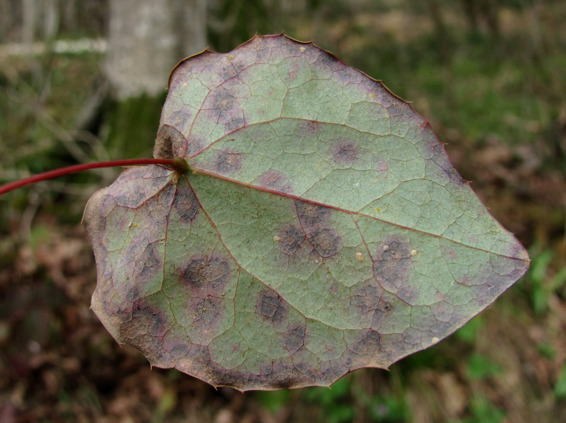 Изображение особи Epimedium colchicum.