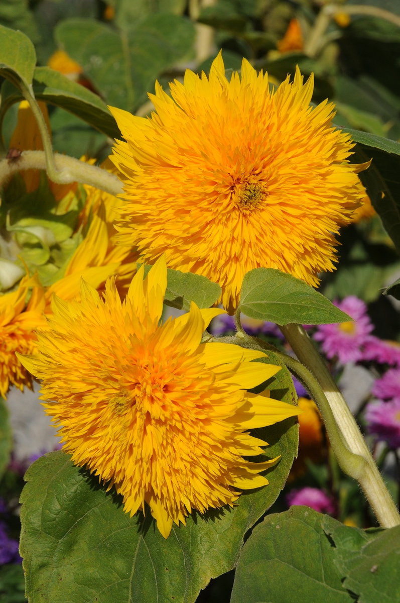 Изображение особи Helianthus annuus.