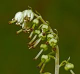 Orthilia secunda. Соплодие. Владимирская обл., Ковровский р-н, окр. дер. Митино, сосновый лес. 04.07.2015.