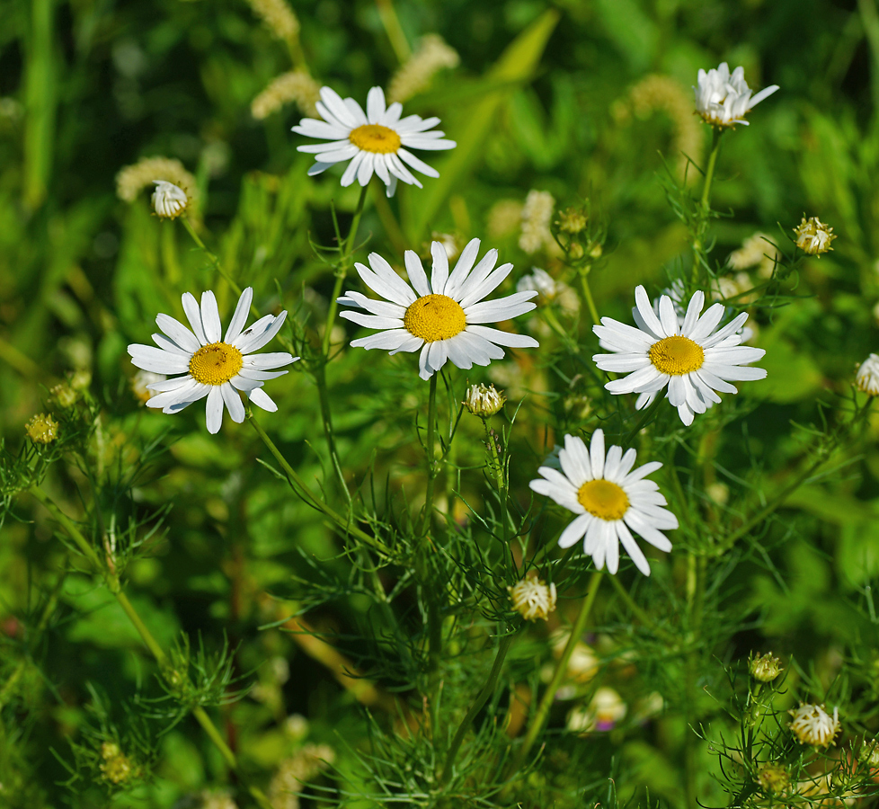 Изображение особи Tripleurospermum inodorum.