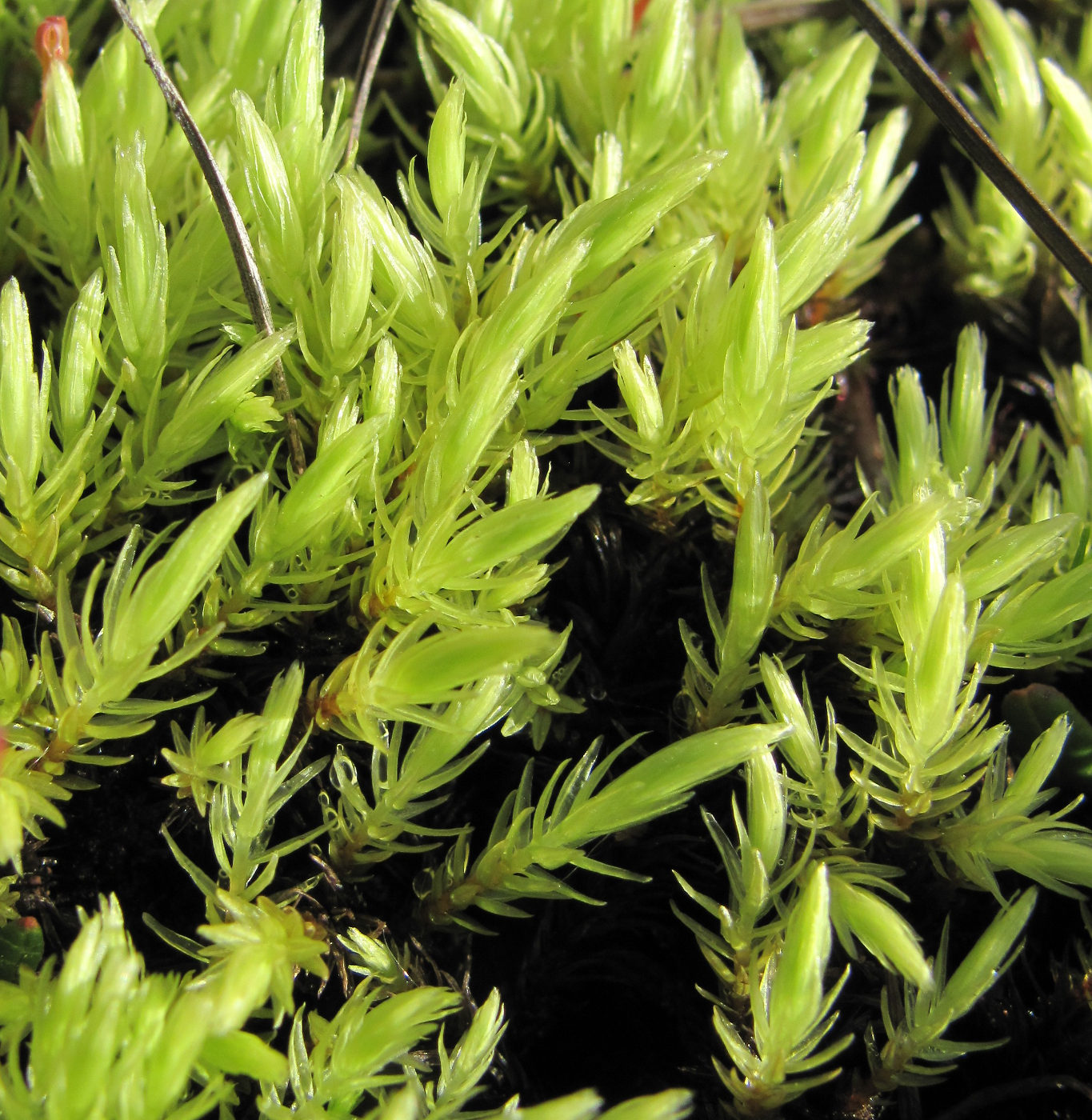 Image of Aulacomnium palustre specimen.