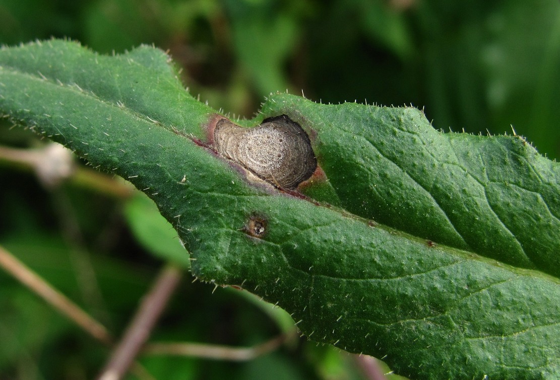 Image of Picris hieracioides specimen.