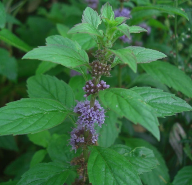 Image of Mentha arvensis specimen.