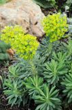 Euphorbia characias subspecies wulfenii. Цветущее растение. США, Калифорния, Сан-Франциско, ботанический сад. 28.02.2014.