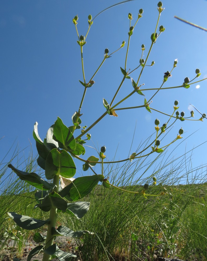 Изображение особи Euphorbia blepharophylla.