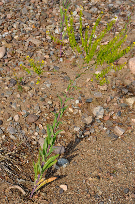 Image of Isatis oblongata specimen.