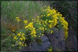 Aurinia saxatilis. Цветущие растения. Чешская республика, Южная Моравия, национальный природный резерват Děvín-Kotel-Soutěska. 02.05.2008.