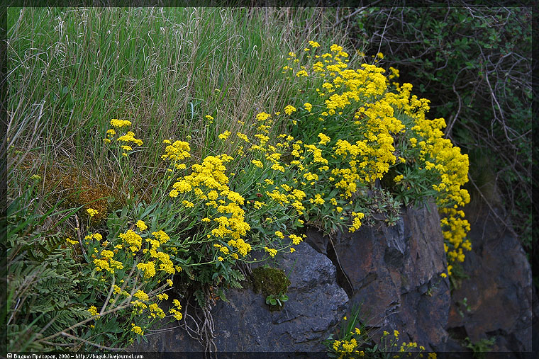 Изображение особи Aurinia saxatilis.