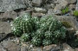 Echinocereus разновидность inermis