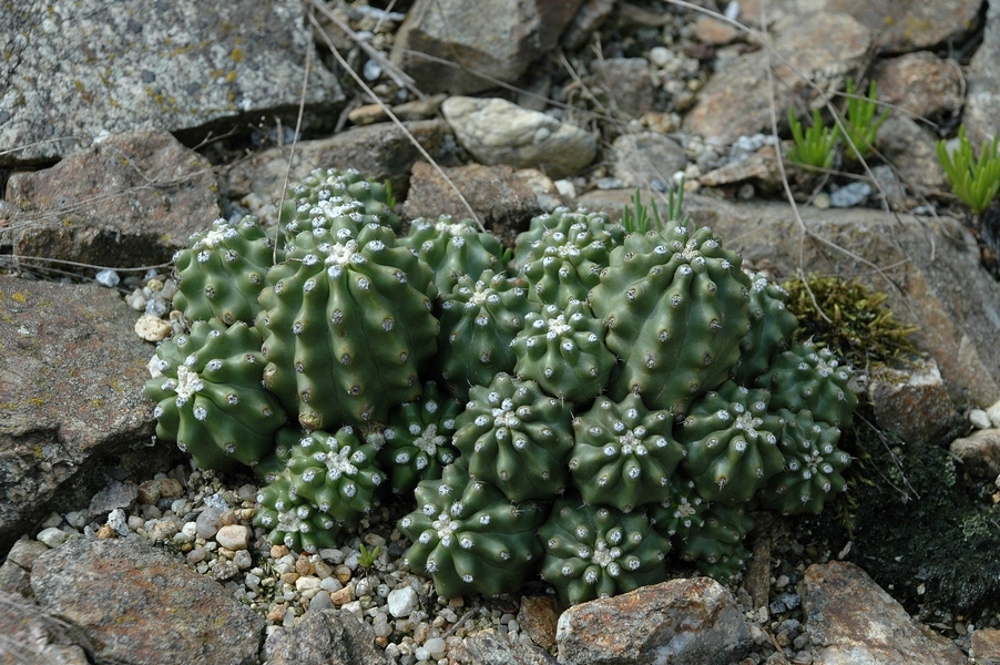 Изображение особи Echinocereus triglochidiatus var. inermis.