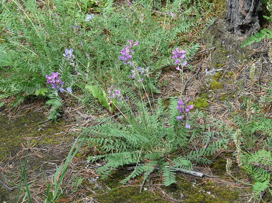 Изображение особи Oxytropis coerulea.