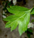 Crataegus rhipidophylla