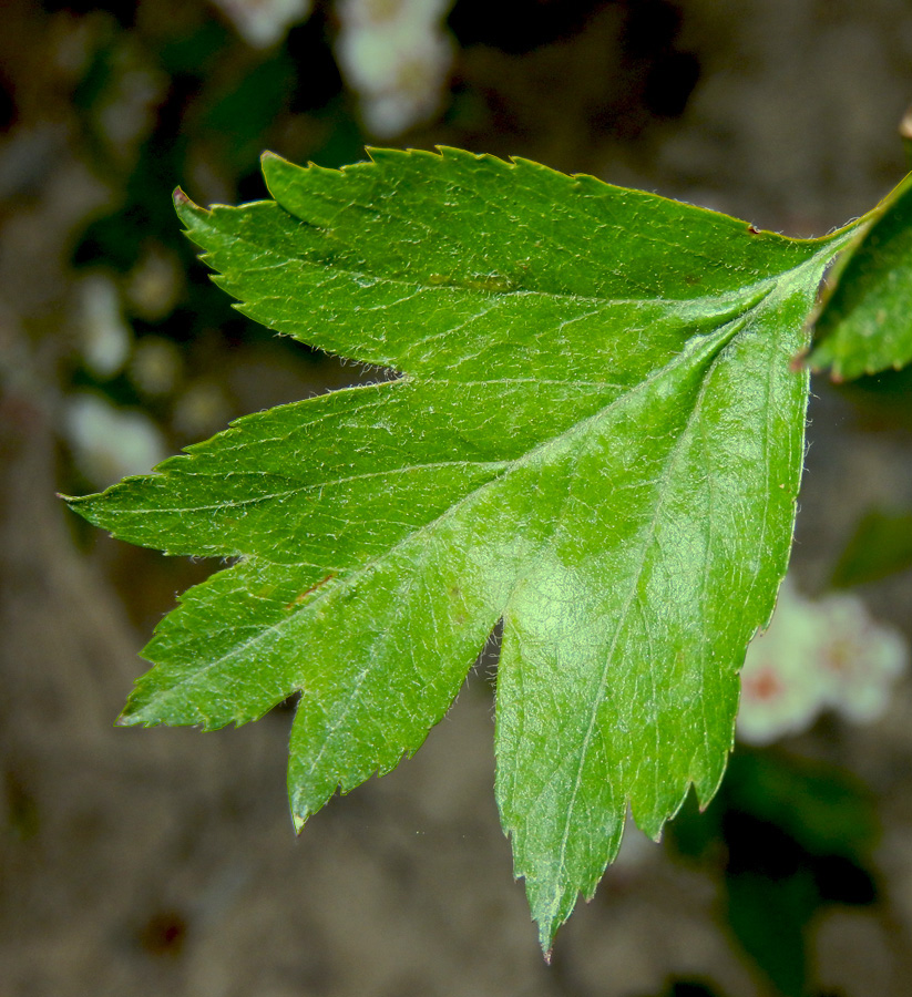 Image of Crataegus rhipidophylla specimen.
