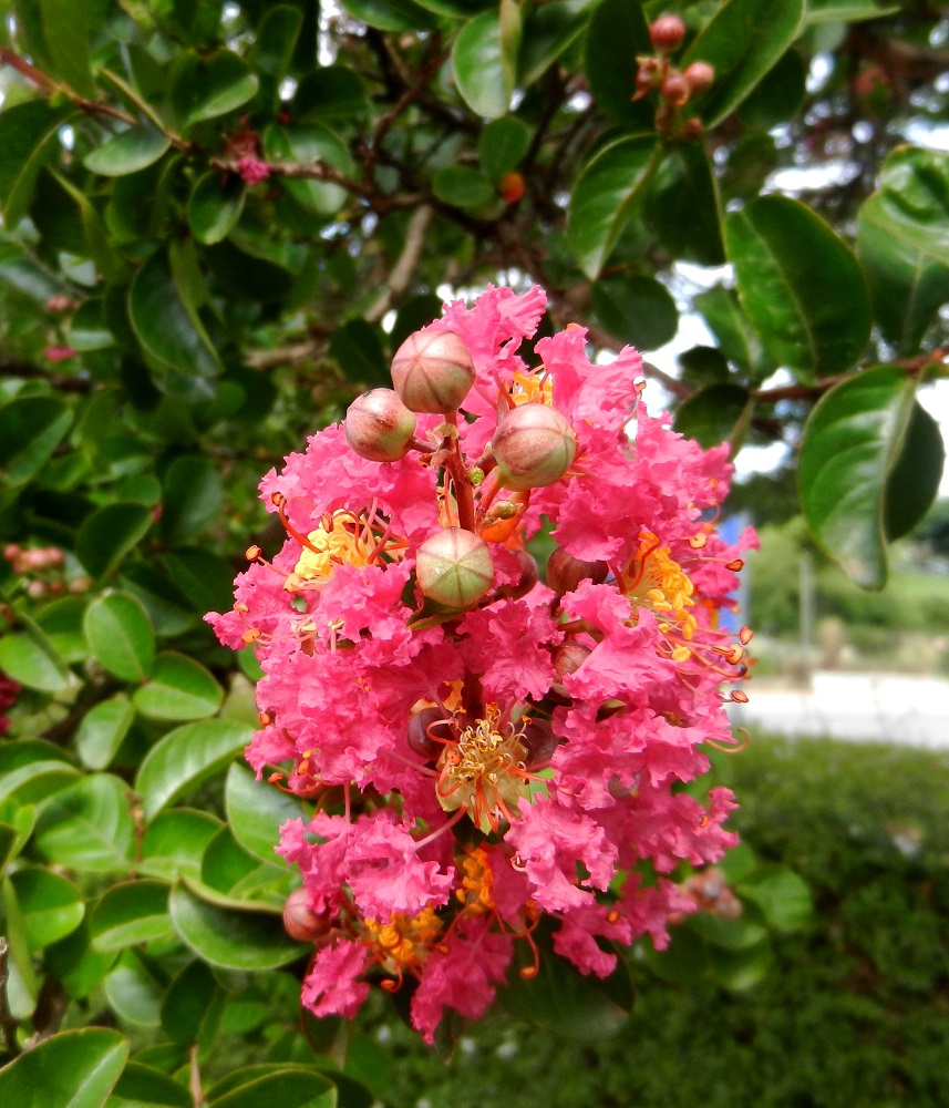 Image of Lagerstroemia indica specimen.