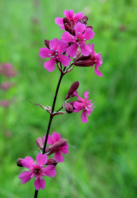 Изображение особи Viscaria vulgaris.