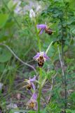 Ophrys oestrifera