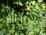 Hedysarum neglectum