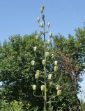 Lilium pilosiusculum