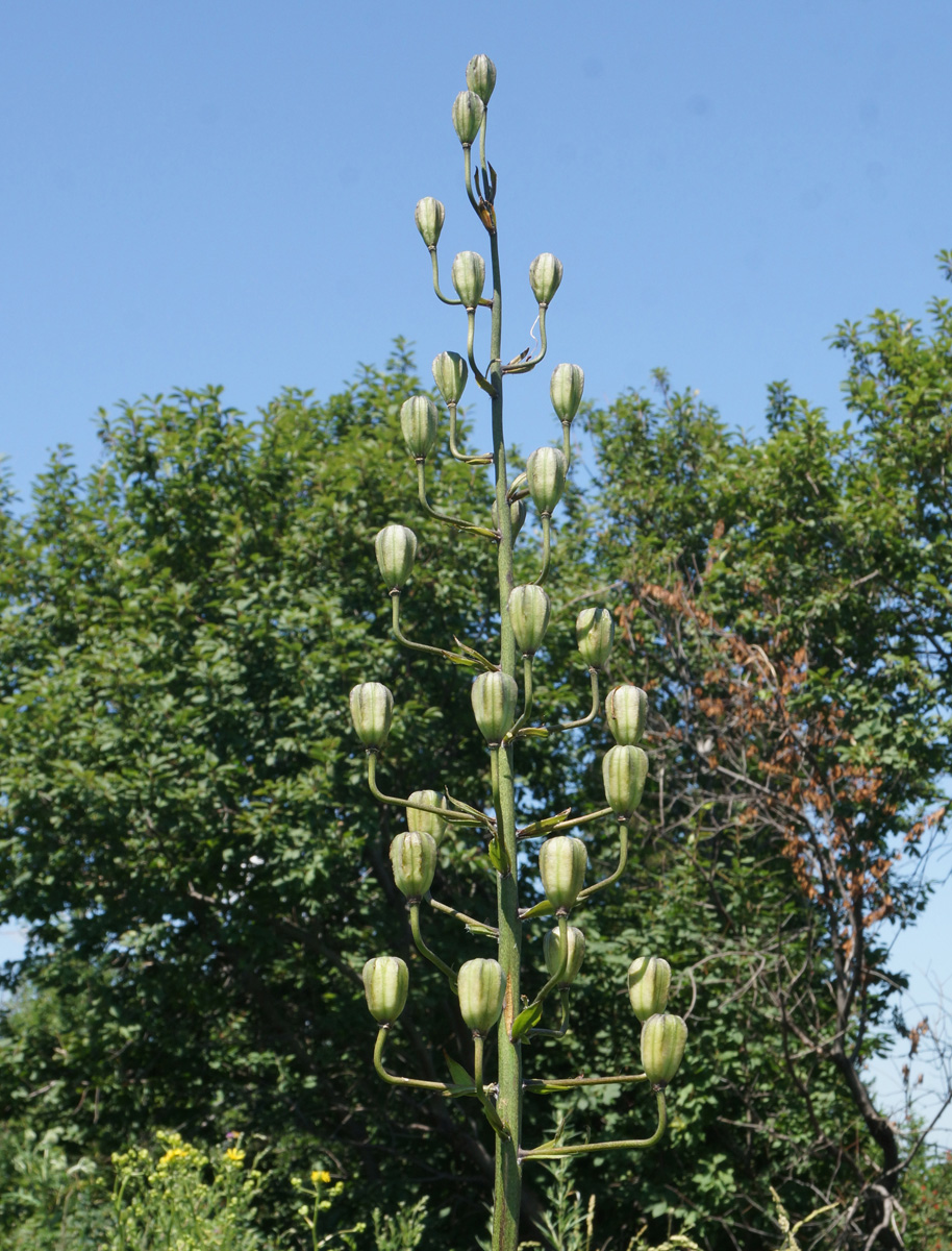 Image of Lilium pilosiusculum specimen.