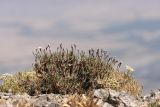 Acantholimon alberti. Цветущее растение. Южный Казахстан, горы Алатау (Даубаба), скалистый восточный гребень вершины 1734, высота ~1700 м н.у.м. 16.07.2014.