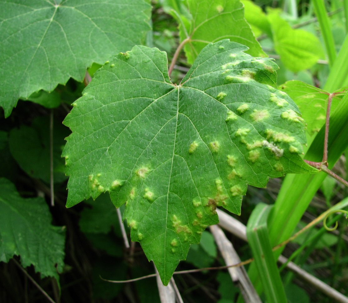 Image of Vitis &times; labruscana specimen.