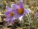 Pulsatilla turczaninovii. Цветки. Горный Алтай, долина р. Чуя ниже порога Бегемот, степь. Начало мая 2010 г.