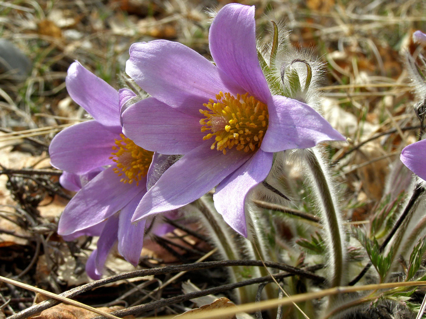 Изображение особи Pulsatilla turczaninovii.