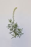 Reseda lutea