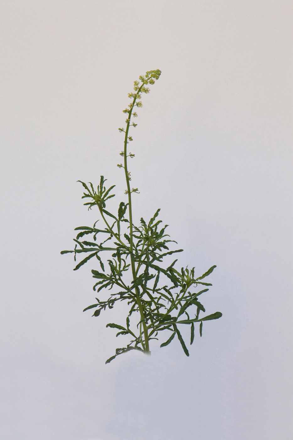 Изображение особи Reseda lutea.