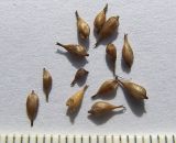Carex pamirica ssp. dichroa