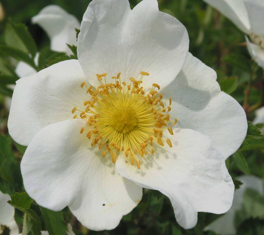 Image of Rosa spinosissima specimen.