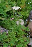 Achillea ledebourii