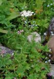 Achillea ledebourii. Верхушка цветущего растения. Тува, Тоджинский р-н, долина р. Аржаан-Хем (выс. около 1600 м н.у.м.), влажный луг на берегу реки. 06.07.2015.