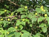 Pyrus ussuriensis. Часть ветви с плодами. Иркутская обл., Иркутский р-н, близ устья р. Иркут. 15.07.2015.
