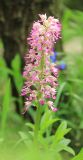 Orchis × angusticruris hybrid subspecies transcaucasica. Соцветие. Черноморское побережье Кавказа, м/о город-курорт Анапа, окр. пос. Супсех, шибляк. 3 мая 2015 г.