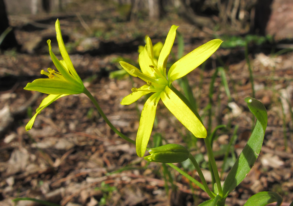 Image of Gagea lutea specimen.