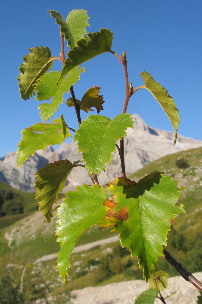 Image of Betula pendula specimen.