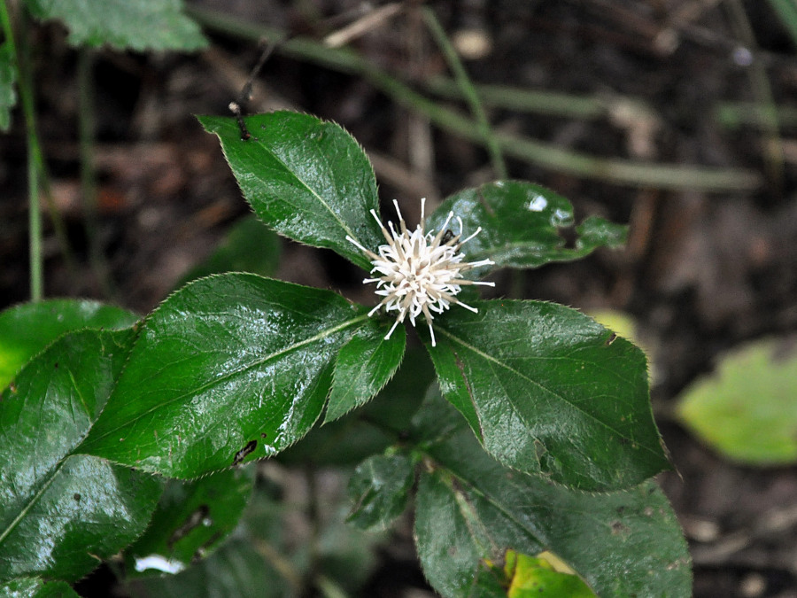 Image of Atractylodes ovata specimen.