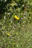 Grindelia squarrosa