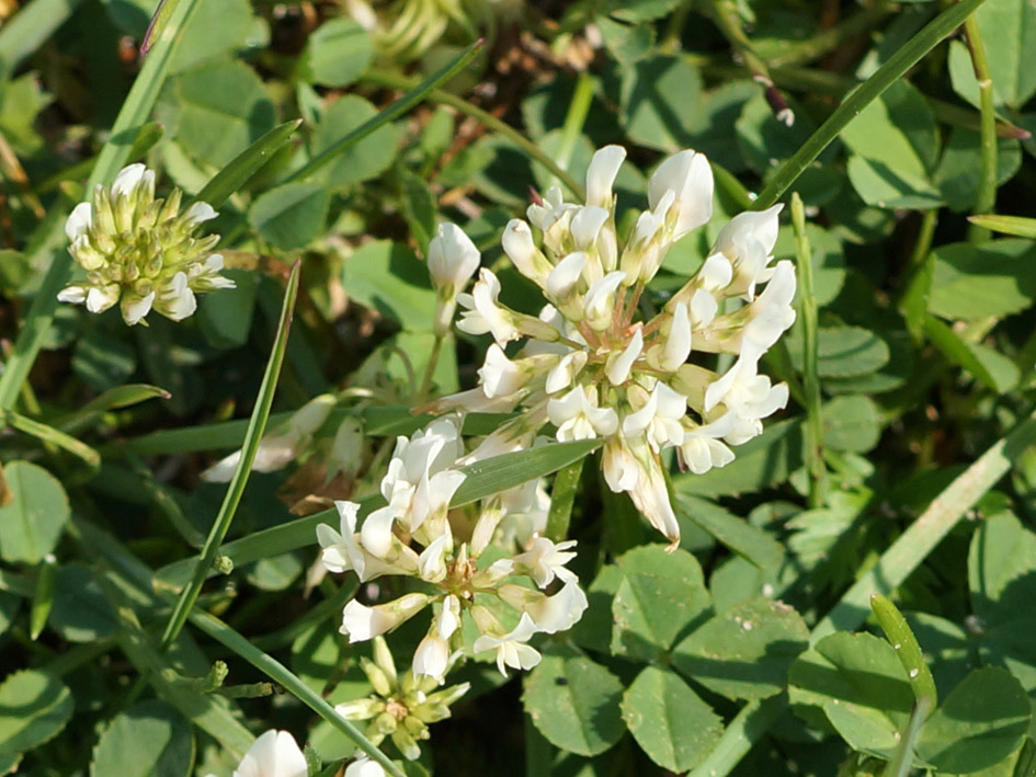 Image of Trifolium repens specimen.