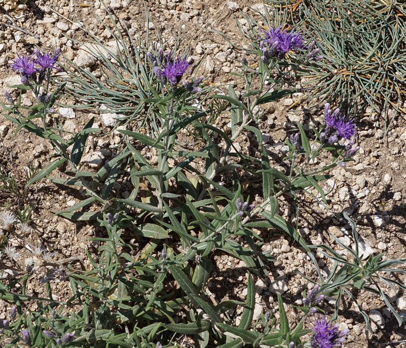 Изображение особи Saussurea salicifolia.